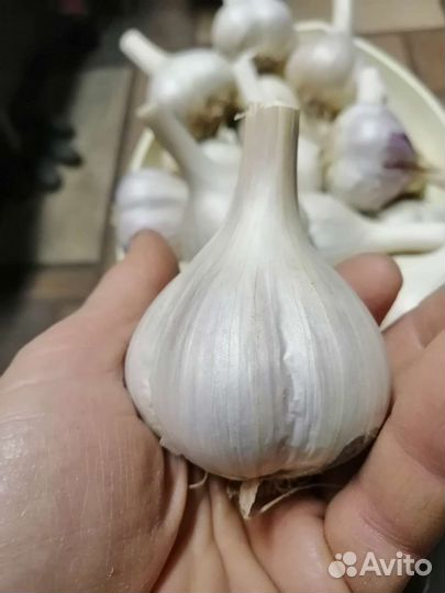 Продам чеснок на посадку