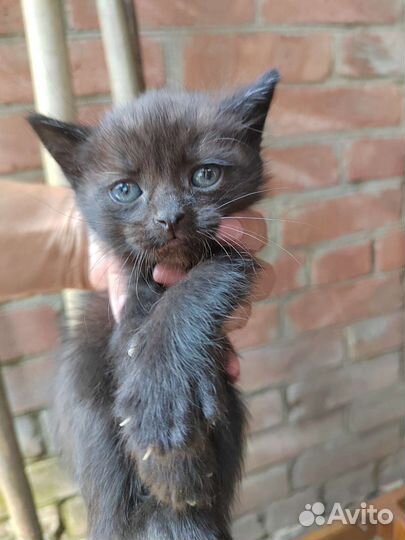 Котята отдам бесплатно