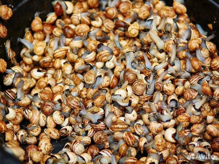 Виноградные улитки. Виноградная улитка