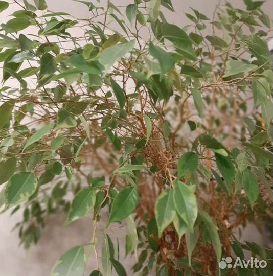 Фикус Бенджамина