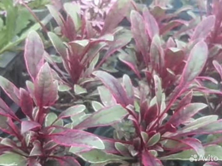 Декоративные многолетники