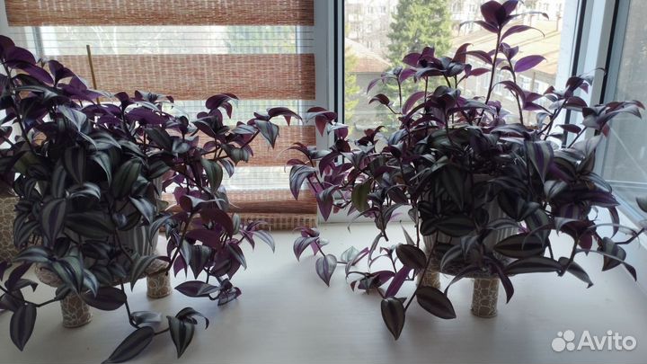 Комнатные цветы