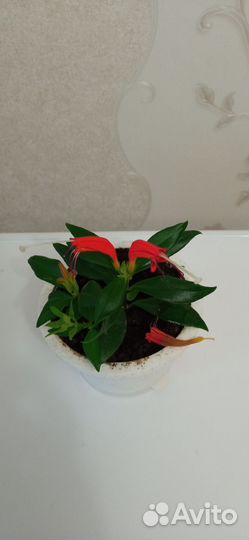 Эсхинантус, Колумнея