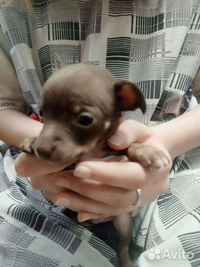 Щенки тойтерьер, бронь