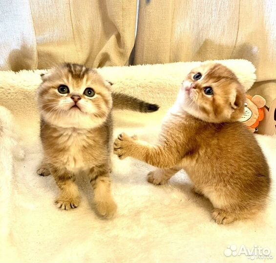 Скоттиш фолд золотая шиншилла