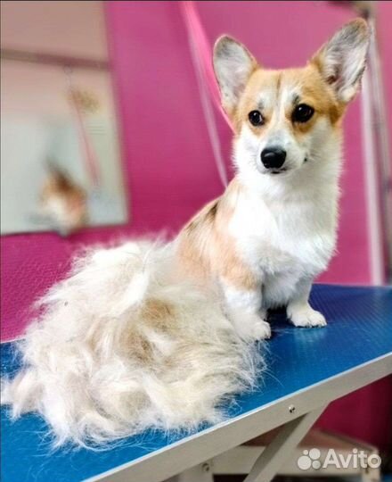 Стрижка собак