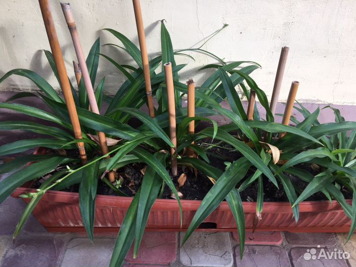 Панданус Хлорофитум