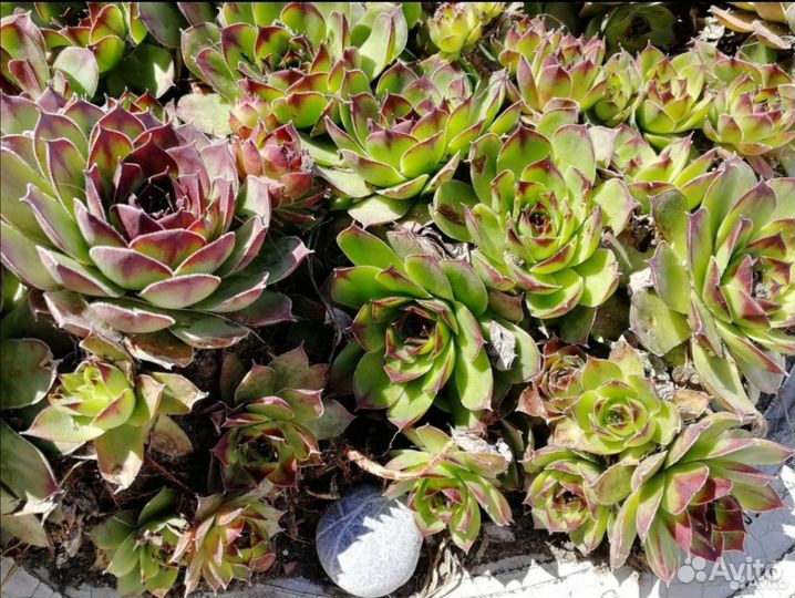 Молодило, каменная роза