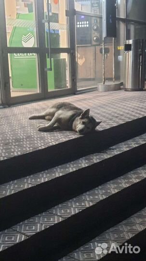 Нашлась хаска