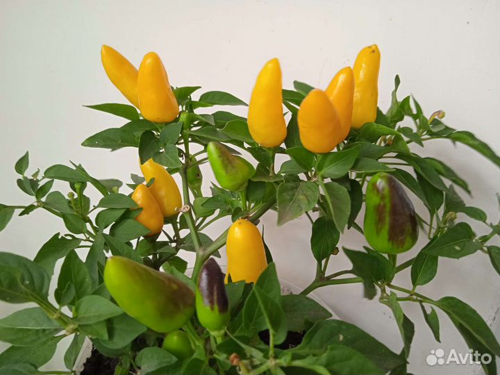 Перцы острые и сладкие