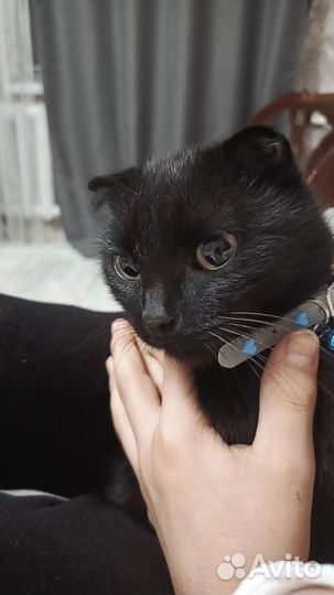 Отдам в добрые руки кошечку,ей год