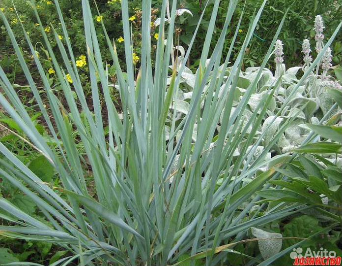 Элимус колосняк песчаный