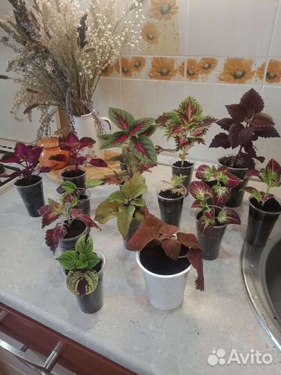 Колеусы вегетативные