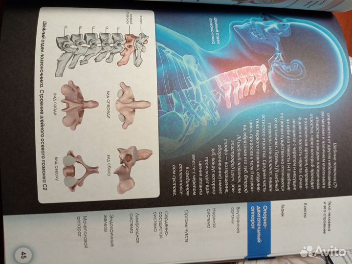 Книга Атлас анатомии человека
