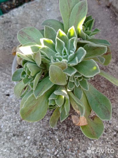 Эониум разные виды