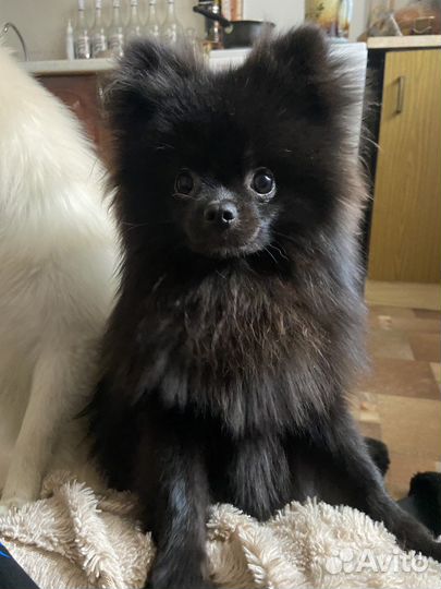 Померанские карликовые шпицы