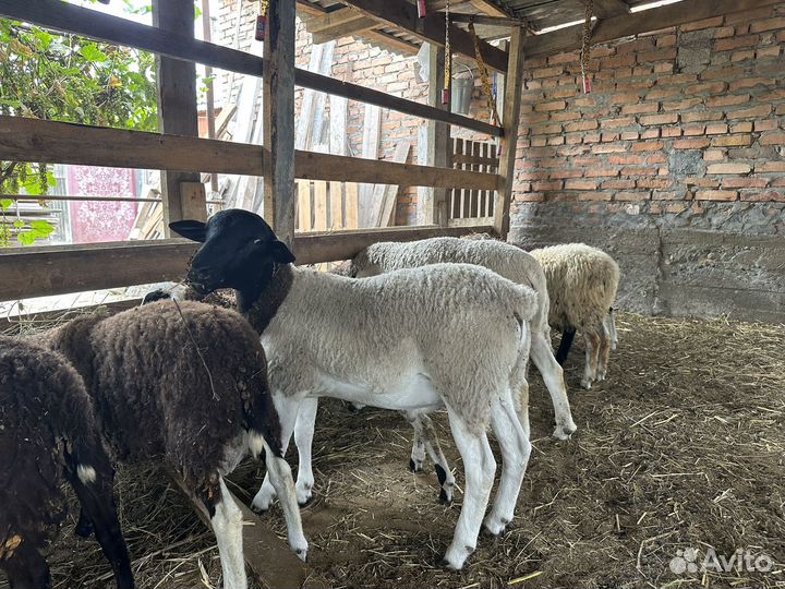 Овцы бараны дорпер