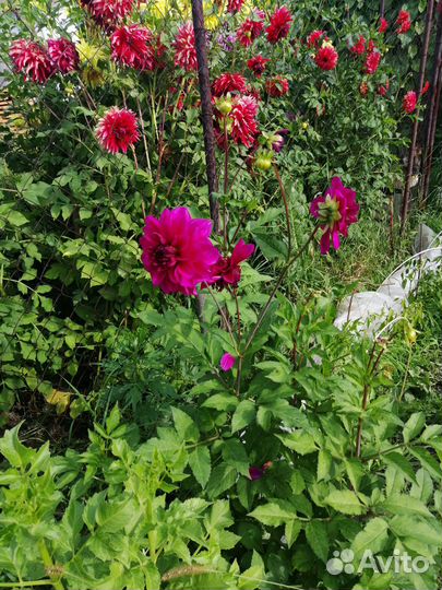 Георгины клубни