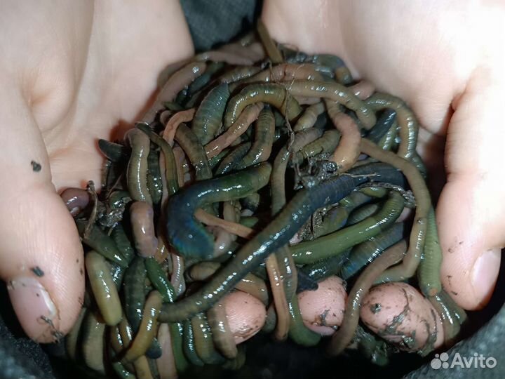 Червь Зелёный Болотный