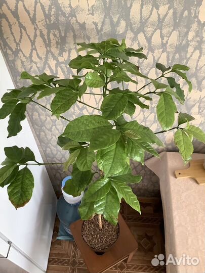 Кофе, Кофейное дерево