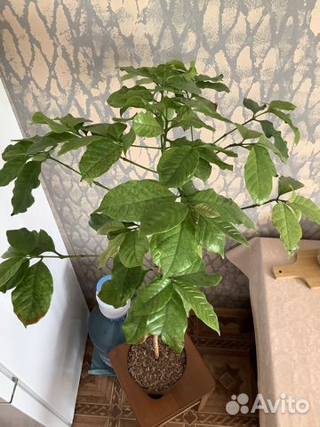 Кофе, Кофейное дерево