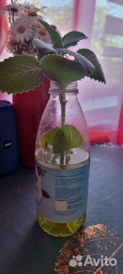 Комнатная мята