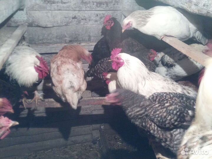 Куры петухи