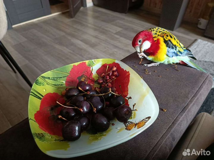 Самец розеллы