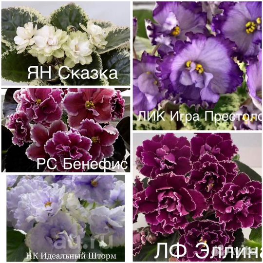 Фиалка сортовая