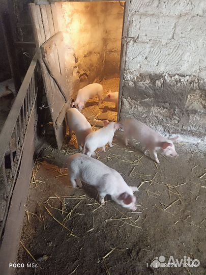Поросята