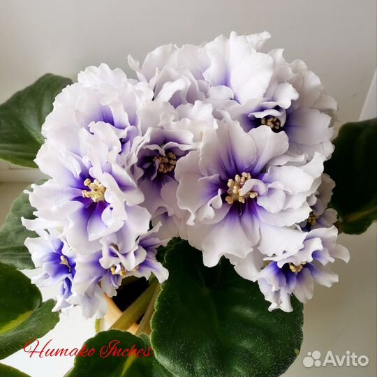 Детки фиалок набором