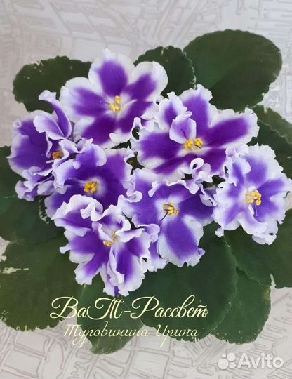 Детки сортовых фиалок