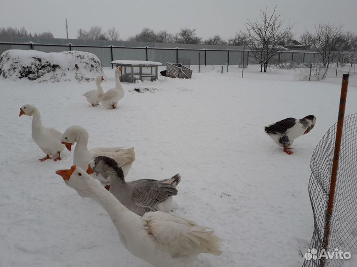 Гуси холмогорские