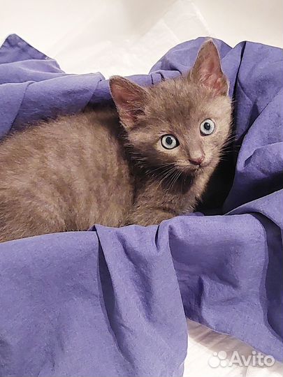 Котенок в добрые руки