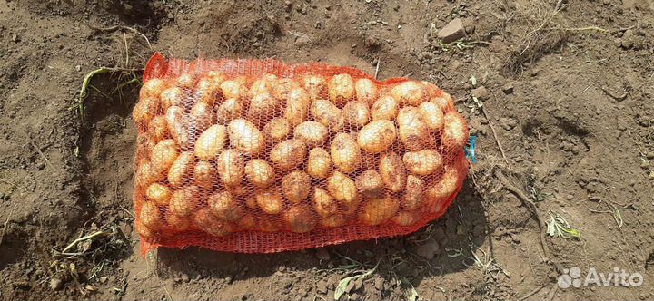 Продам картофель