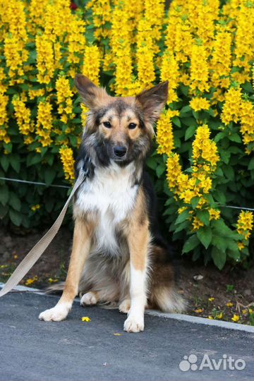 Мила в квартиру