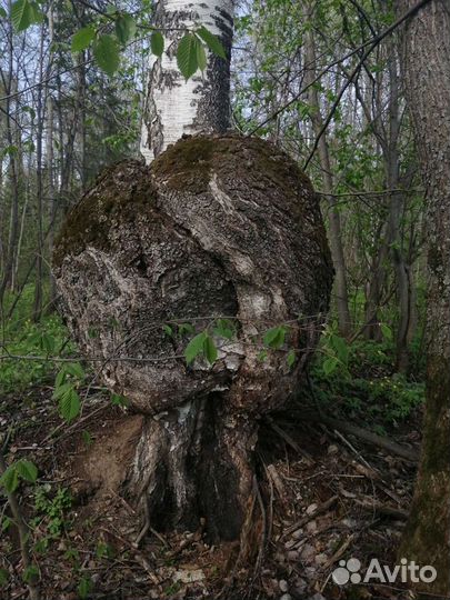 Берёзовый сувель(кап)
