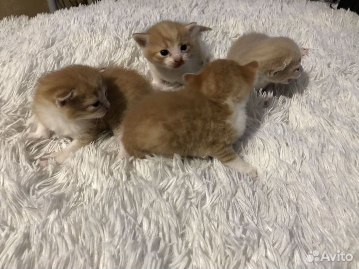 Котята в добрые руки