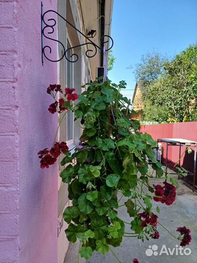 Пеларгония Tommy в кашпо