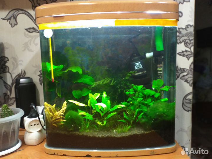 Аквариум со всем содержимым