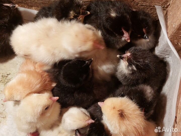 Цыплята, яйцо инкубационное, молодые петухи