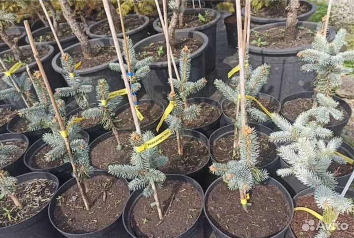 Голубая ель хупси. Саженцы