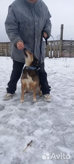 Собака бесплатно