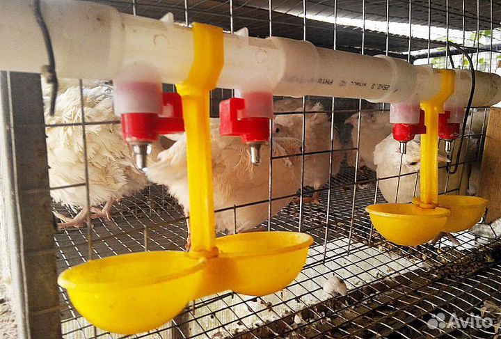 Поилки, кормушки и гнёзда для кур