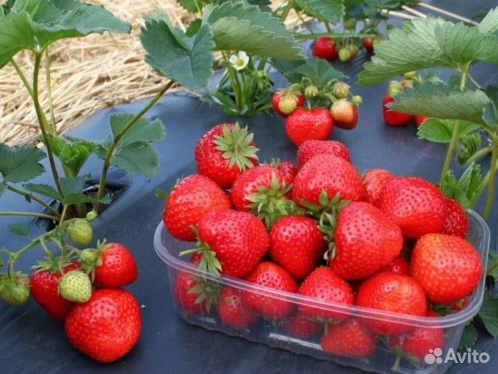 Земляника садовая Элеганс Саженцы, Рассада