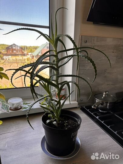 Алоэ столетник 3 года