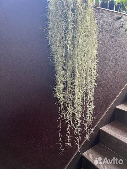 Комнатные растения Тилландсия атмосферная