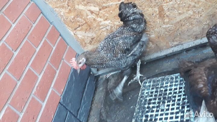 Курочки(несушки),Петухи