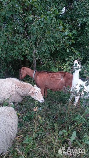 Козы ламанча