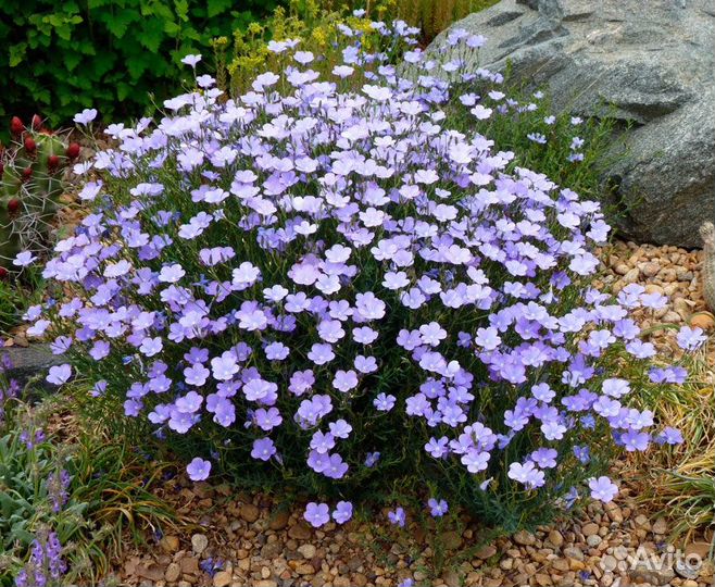 Лён многолетний Диамант. Семена